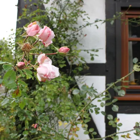 Romantisches Fachwerkhaus Zwischen Rhein Und Mosel By Interhome