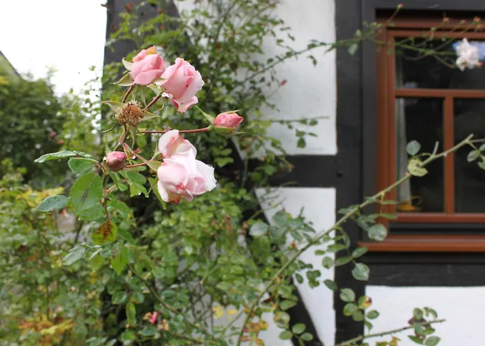 Romantisches Fachwerkhaus Zwischen Rhein Und Mosel By Interhome